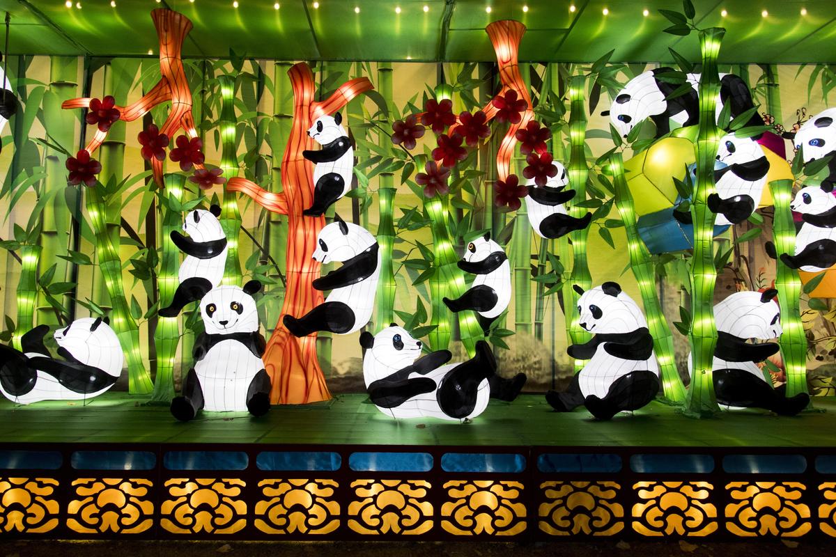 A large display of Chinese pandas lanterns in a grove of bamboo greet visitors at the Chinese Lantern Festival  in Riverfront Park. (Colin Mulvany / The Spokesman-Review)