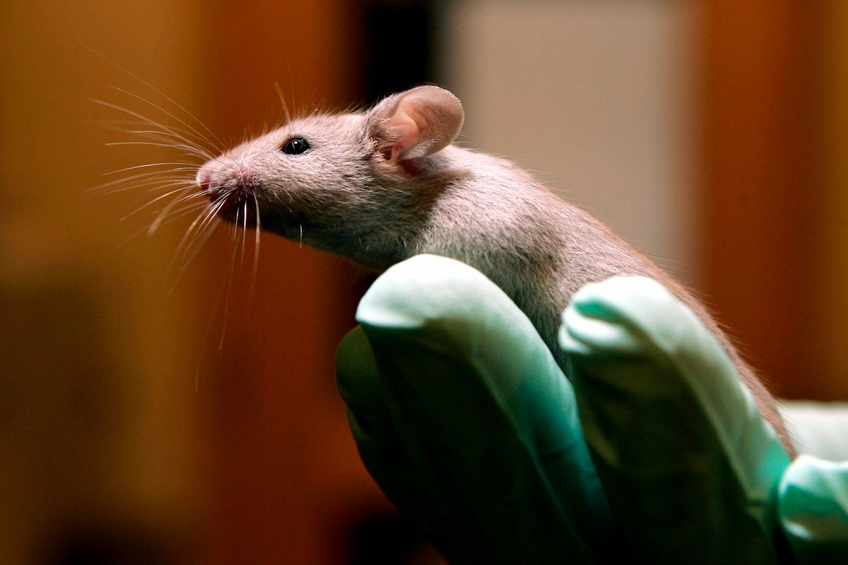 A technician holds a laboratory mouse at the Jackson Laboratory on Jan. 24, 2006, in Bar Harbor, Maine. The lab ships more than 2 million mice a year to qualified researchers. Eight years ago, a team of researchers launched a project to carefully repeat influential lab experiments in cancer research. They re-created 50 experiments, the type of work with mice and test tubes that sets the stage for new cancer drugs. They reported the results Tuesday: About half the scientific claims didn’t hold up.  (ROBERT F. BUKATY)