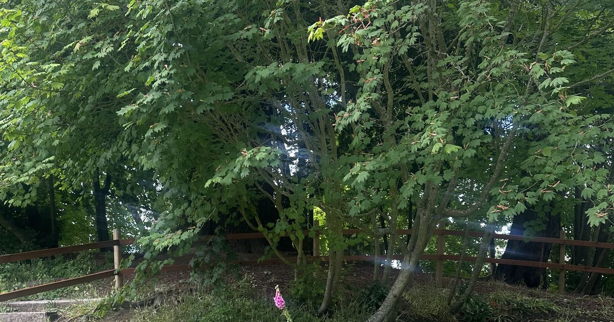 ‘I think it’s a lovely symbol’: State rep. helps bring tree from estate of George Washington to Capitol campus