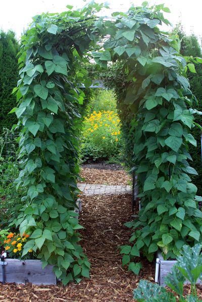 Growing pole beans over an arbor is a space-saver in the garden and makes harvesting much easier. (Susan Mulvihill)