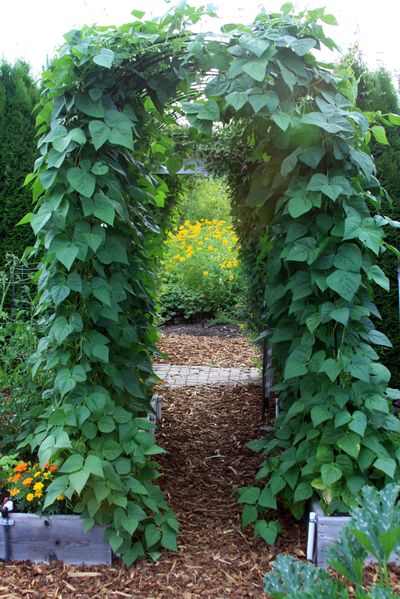 Growing beans over an arbor pays big dividends | The Spokesman-Review