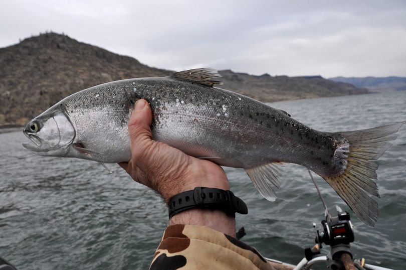 A 17-inch rainbow trout caught in Lake Roosevelt. (Rich Landers)