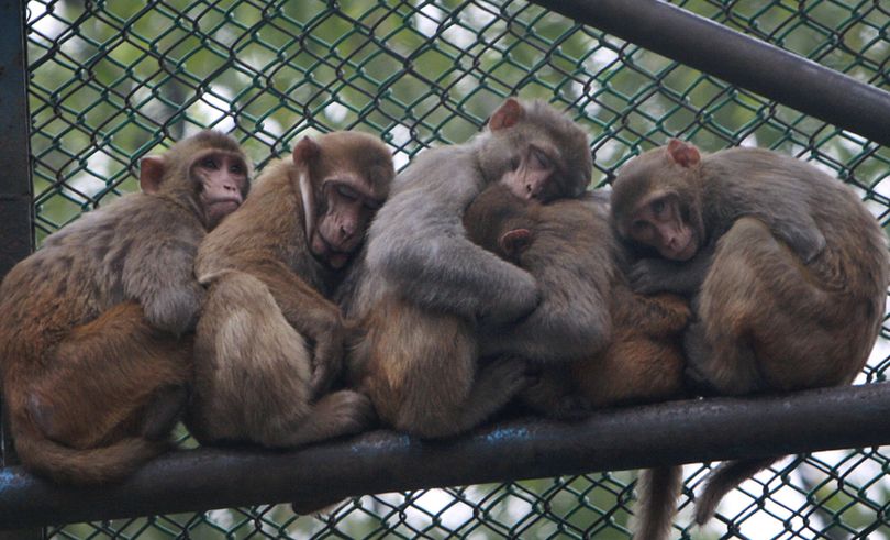 Monkeys cuddle together to keep warm  on  a cold  morning Wednesday at the Dhaka zoo, in Dhaka, Bangladesh.  (Associated Press)