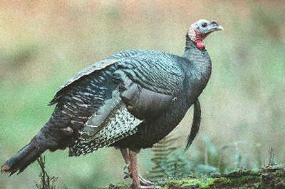 
A little wild turkey for dinner?
 (File / The Spokesman-Review)