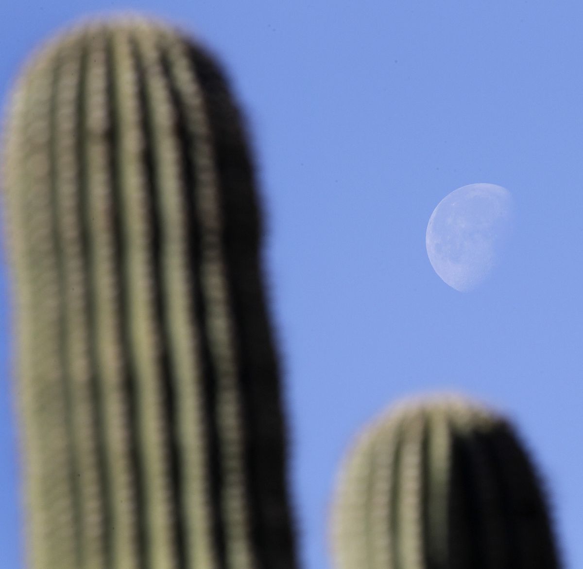 A waning gibbous moon hangs above the tips of saguaro cactus during the second day of practice for the Accenture Match Play Championship golf tournament Tuesday, Feb. 22, 2011, in Marana, Ariz. (Elaine Thompson / Associated Press)