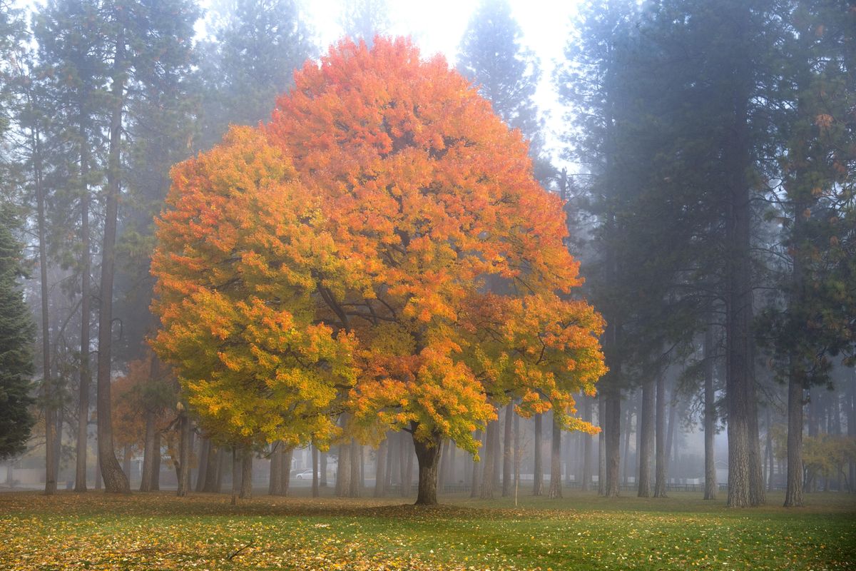 Fog shrouds a blazing maple tree at Comstock Park in 2017.  Trees create oxygen for us to breath as part of the process of photosynthesis. It’s the green part of the leaf that’s involved in the process, so when deciduous trees’ leaves turn color and drop, the trees are no longer producing oxygen. (Dan Pelle / The Spokesman-Review)