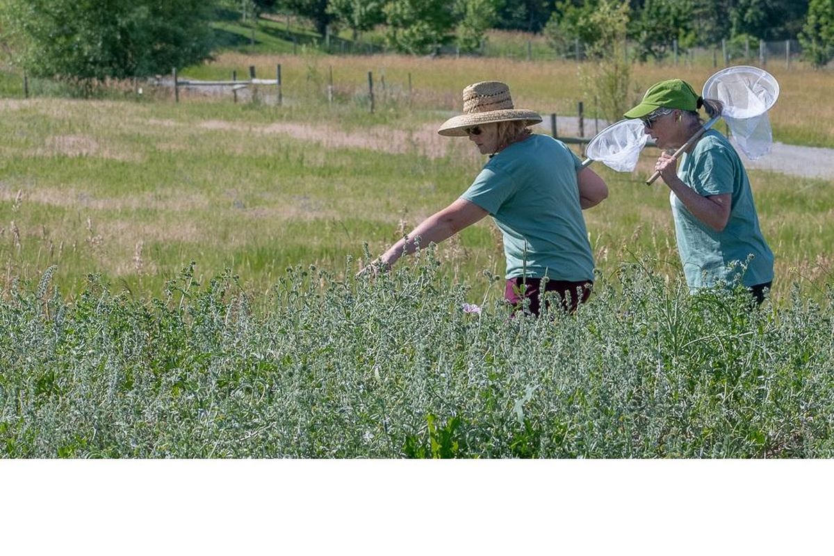 With field nets ready, Lynn Meyers, left, and Cathi Lamoreux, residents of south Spokane, search for bumblebees in a field off the Ben Burr Road, near Immaculate Retreat Center on the South Hill. (Kari Monagle / Courtesy photo)