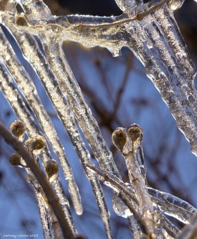 Sunshine sets icicles aglow, feigning warmth through winter’s icy grip.