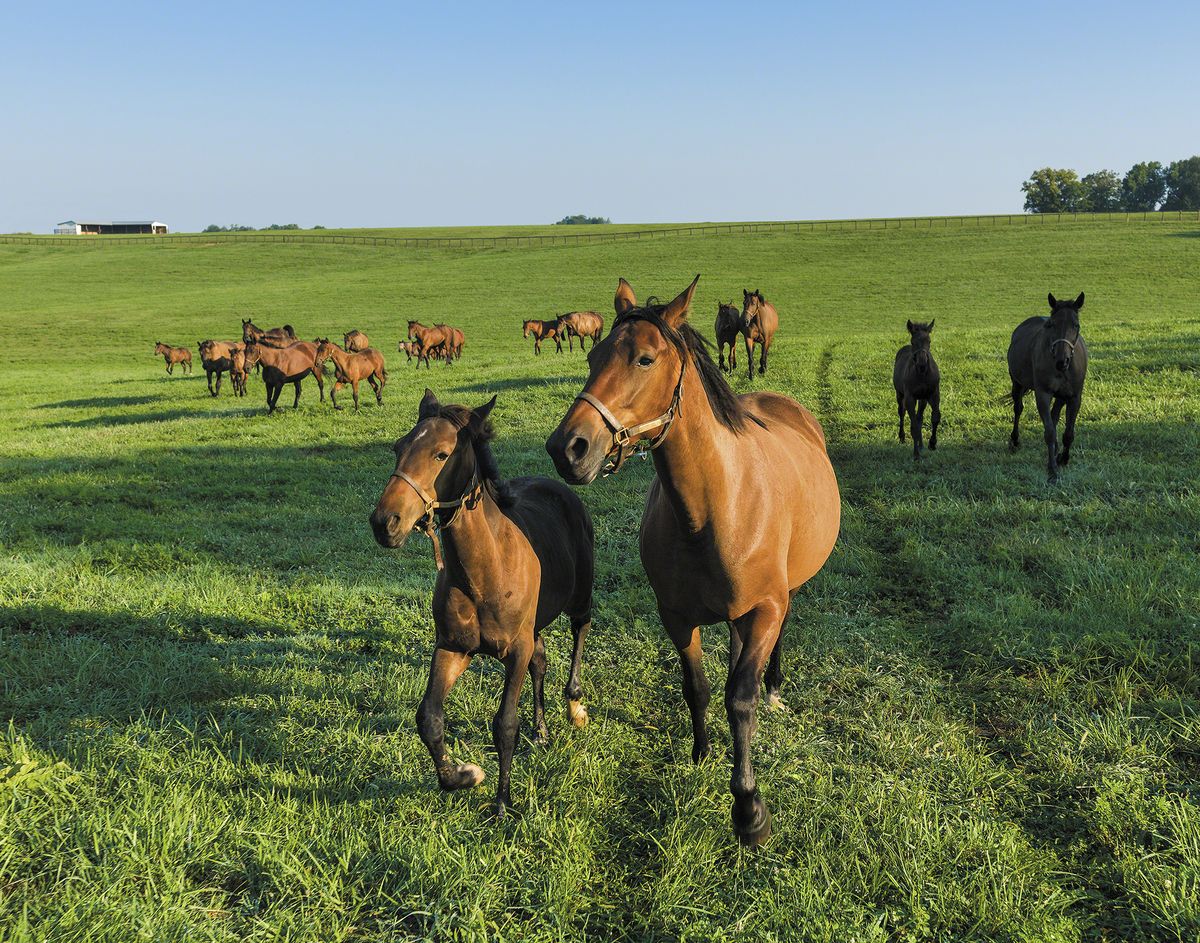 A trip to Lexington with Beth Harmon and Walter Tevis