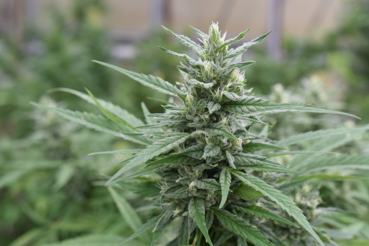Using only the bloom, BHO provides top quality without the biomass filler. (Courtesy BHO)