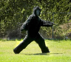 In this 2007 SR file photo, hoaxster, Chayse Pirello, 17, dressed in his gorilla suit, demonstrates the Bigfoot walk he used on Stevens County drivers. Chayse and his friends were causing a rash of Bigfoot sightings until the long arm of the law put a stop to all the fun.