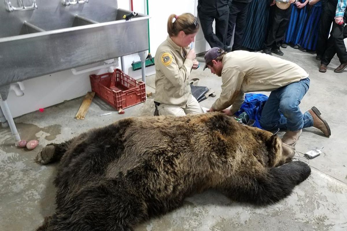 A 900-pound grizzly wandered into the garage of a Hutterite Colony in western Montana, Wednesday. Wildlife officials tranquilized the animal and relocated it. (Montana Fish, Wildlife & Parks / Courtesy)