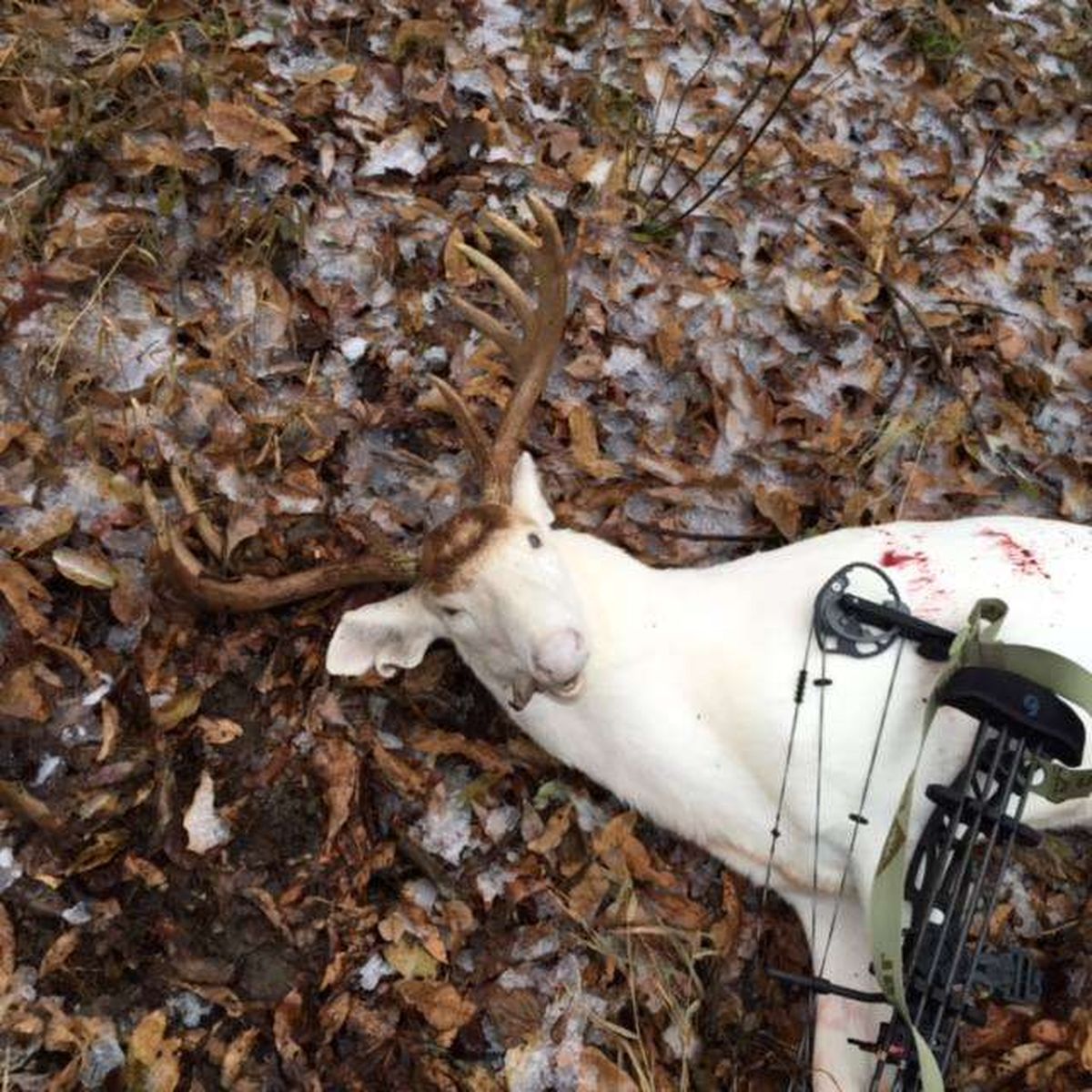 would-you-shoot-an-all-white-deer-adored-by-local-residents-the