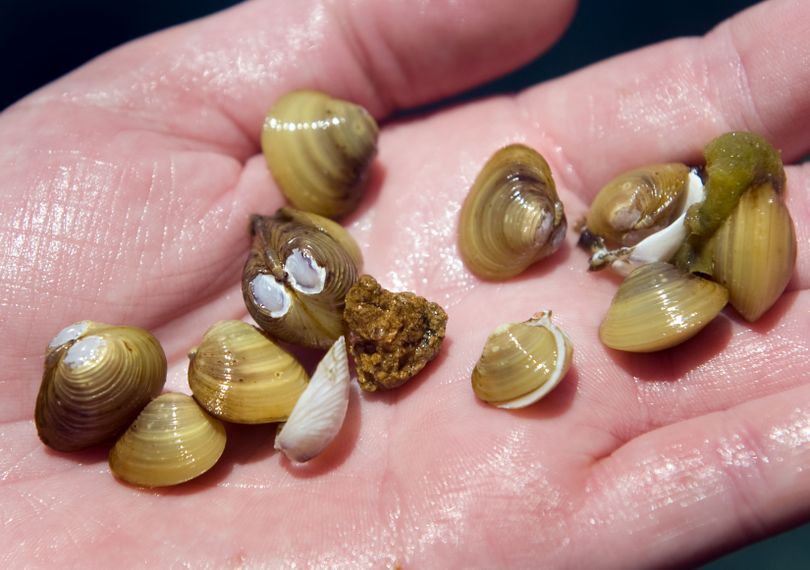UC Davis research scientist Marion Wittmann holds Asian clams removed from the bottom of the lake.  (Associated Press)