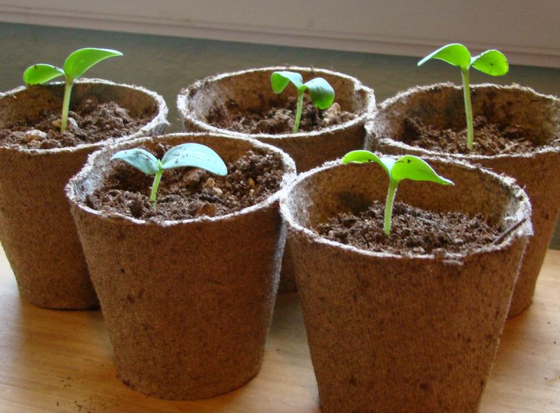 Cucumber seedlings start in a sunny window. (Maggie Bullock)