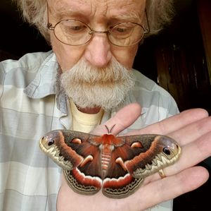 Retired biology professor and moth expert Carl Barrenetine poses with Hyalophora cecropia, North America's largest native moth.  (Courtesy)