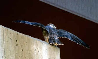 
A peregrine falcon chick tests its wings near a nest under the Sunset Highway bridge over High Bridge Park. Two chicks, both females, left the nest and took their first clumsy flights around July 1. The chicks were born to a 13-year-old mother that's nested under the bridge for at least seven years. 
 (Photo by Tom Munson / The Spokesman-Review)