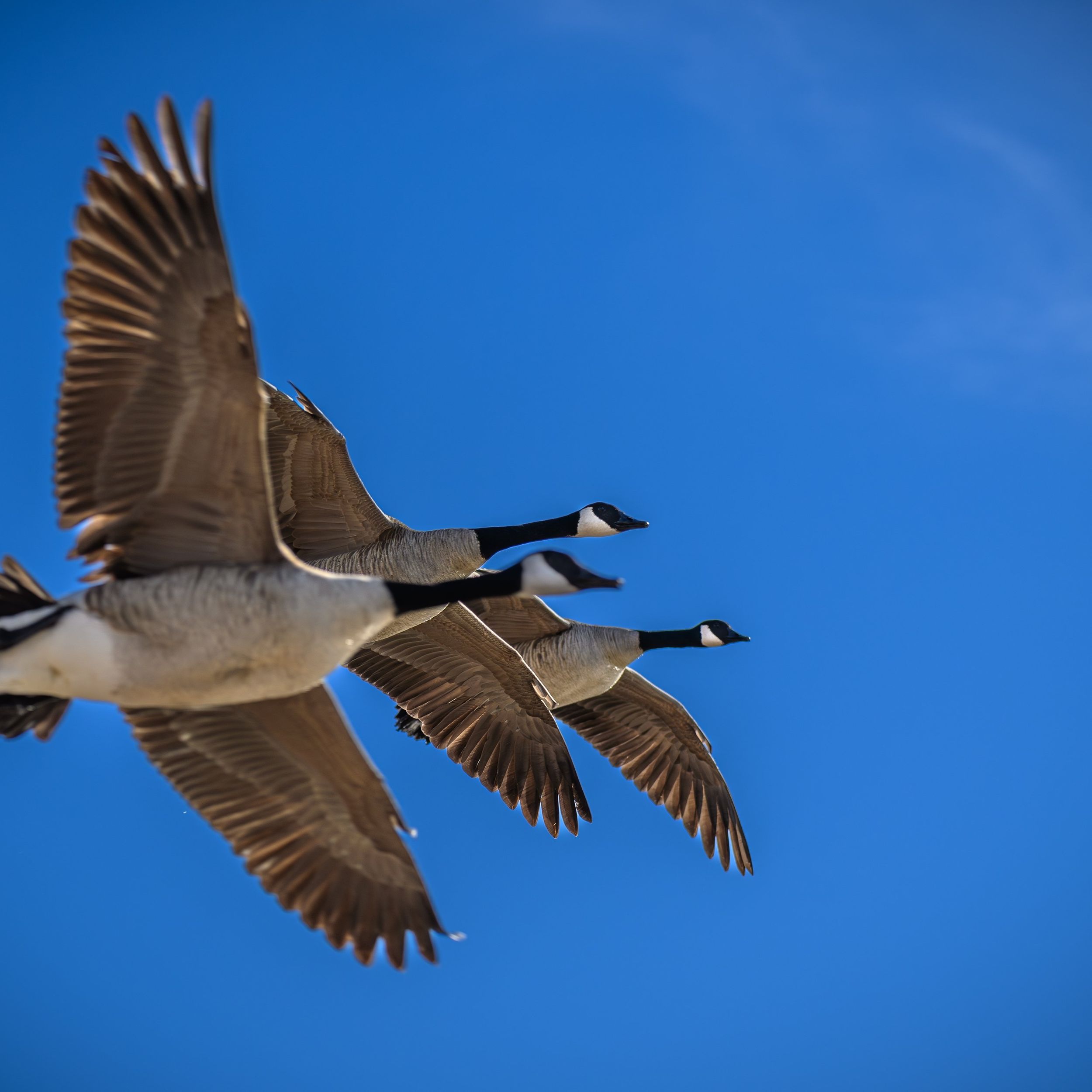 Ask Dr. Universe Birds migrate to find food nesting spots The Spokesman Review