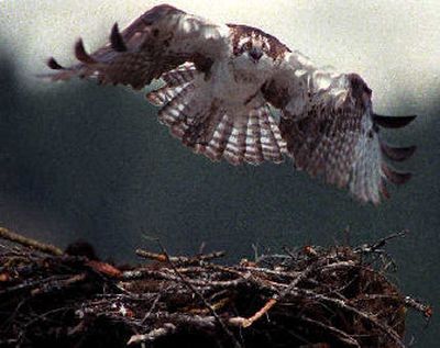 Lake Coeur d'Alene attracts one of the largest concentrations of nesting osprey in North America.  However, the birds leave the area in fall to winter in far-flung warmer destinations.
 (File / The Spokesman-Review)