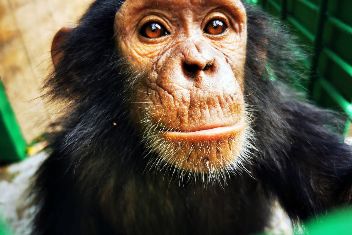 A handout photo shows Monga, one of three baby chimpanzees abducted from the JACK Primate Rehabilitation Center in Lubumbashi, Democratic Republic of Congo.  (JACK PRIMATE REHABILITATION CENTER)