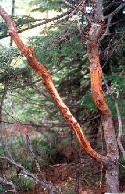 
A sure sign that bull elk are in the area is tree bark that has been scraped away by a bull.
 (File/ / The Spokesman-Review)