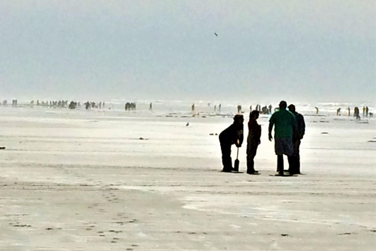 OCEAN SHORES, Washington – Clam diggers flock to the mist-shrouded beach of this Pacific Coast city at low tide during the March Razor Clam Festival. (Jim Camden / The Spokesman-Review)