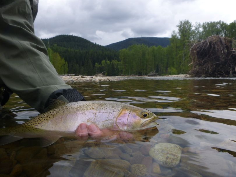 A cutthroat trout is released by a fly fisherman. (Rich Landers)