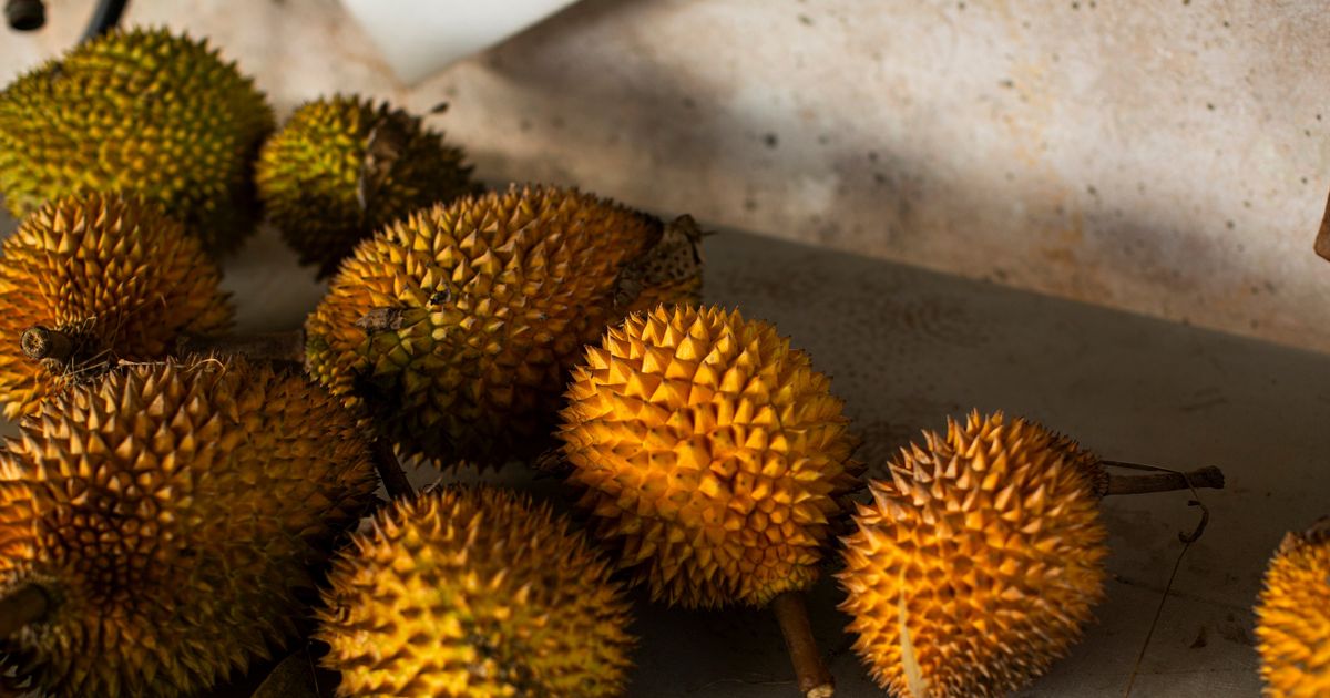 In the hills of Puerto Rico, feasting on a very smelly fruit