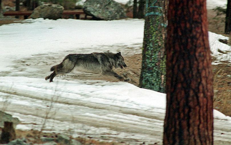 Gray wolf. (Associated Press)