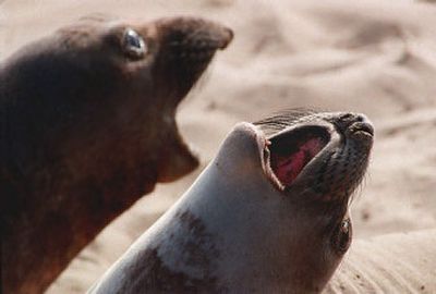 
Thanks to the Web, now you don't have to travel to Ano Neuvo Island to view two young elephant seals in action. 
 (File Associated Press / The Spokesman-Review)