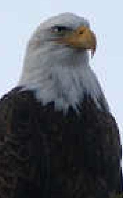 
Bald eagle
 (The Spokesman-Review)