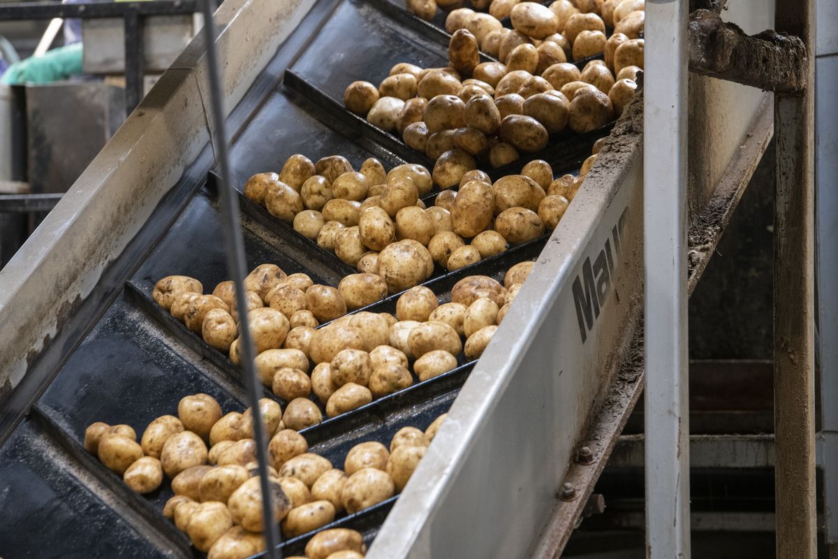 After being cleaned on the processing line at Allied Potato in Pasco, Washington potates are moved to a bagging area and then to a warehouse to wait for loading into shipping containers Friday, Mar. 31, 2022. The challenge of processors like Allied is to keep the potatoes fresh as they travel for weeks at a time to a variety of Asian nations.  (Jesse Tinsley/The Spokesman-Review)