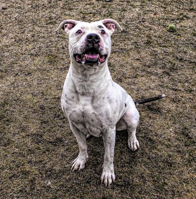 Alma, a mix large female dog, was found and dropped at the Spokane County Regional Animal Protection Service. She will sit for treats. (Kathy Piper / SCRAPS)