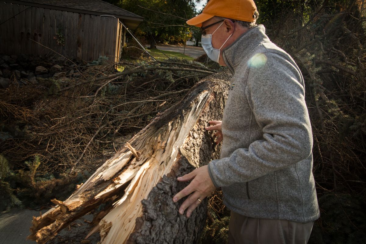 “It’s nature’s woodwork,” remarked Forrest Rodgers, who lives at the residence with his wife, Sally Rodgers, where a tremendous pine fell on their property on the South Hill in Spokane and is seen on Wednesday.  (Libby Kamrowski/The Spokesman-Review)