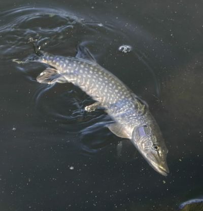 Northern pike. (File)