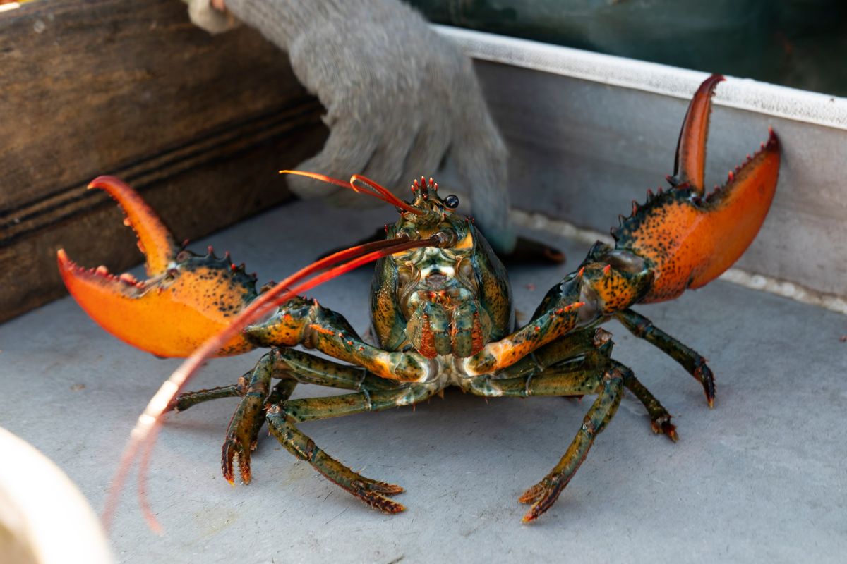 A lobster after being caught off Spruce Head, Maine, on Aug. 31, 2021.  (Robert F. Bukaty)