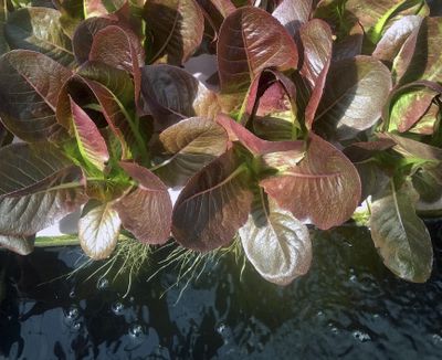 In this photo provided by Recirculating Farms Coalition, red lettuce grows at an aquaponic farm, a form of hydroponic cultivation, in Hilliard, Fla. (Associated Press)