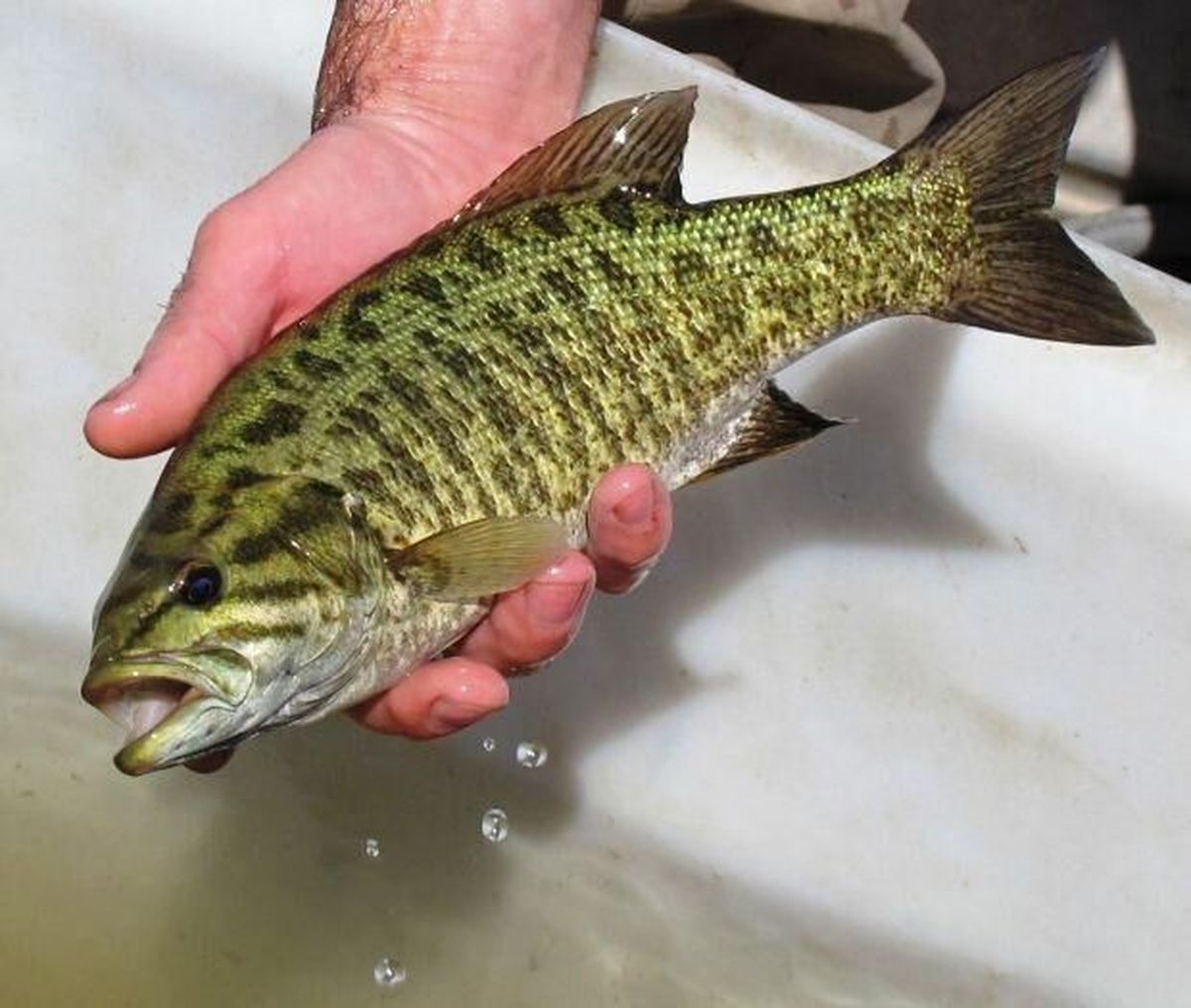 Smallmouth bass are not native anywhere in Montana, but were once planted in the Tongue and Bighorn rivers.  (Brett French/Billings Gazette)
