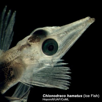 This undated photo  shows a chionodraco hamatus, one of the Antarctic’s ice fish. University of Alaska Fairbanks, Census of Marine Life (Russ Hopcroft University of Alaska Fairbanks, Census of Marine Life / The Spokesman-Review)