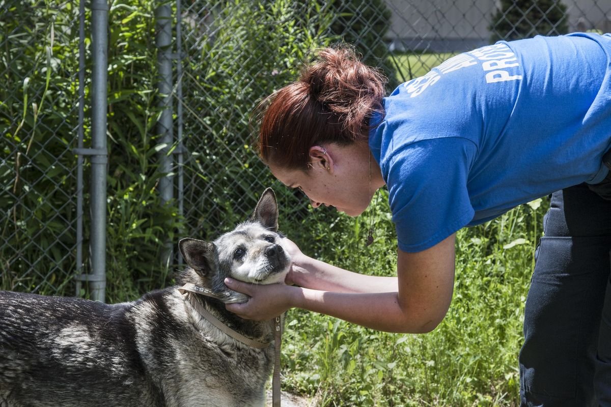 SCRAPS Animal Protection Officer Jennifer Merrell coaxes a stray shepard-huskey mix from the backyard of a home near 18th Avenue and Hatch, Tuesday, July 5, 2016. Brian Hantz found the dog roaming loose and contained it until Merrell arrived late Tuesday morning. (Dan Pelle / The Spokesman-Review)