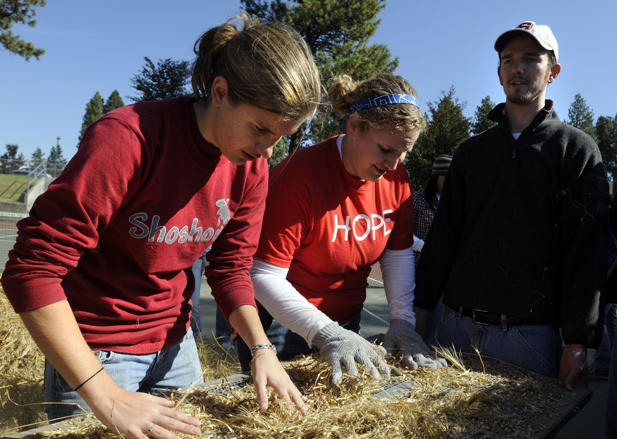 Whitworth University students, from left, Kimmy Stokesbary, Julia Price and Scott Meek  use a perforated panel to thresh wheat kernels off freshly harvested plants Tuesday.  At Whitworth’s Community Building Day, hundreds of students and staff fanned out to do volunteer work around the Spokane area in the morning, then met for a luncheon on campus.  (Photos by Jesse Tinsley / The Spokesman-Review)