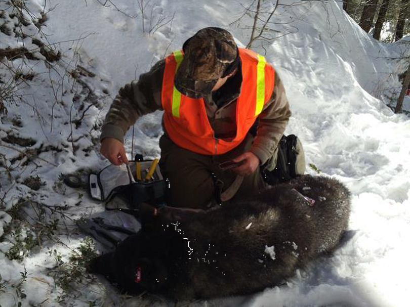 A mature female wolf that had been captured an fitted with a radio collar in February 2014 was recaptured and spayed after biologists realized it had probably been bred by a domestic dog. (Washington Department of Fish and Wildlife)