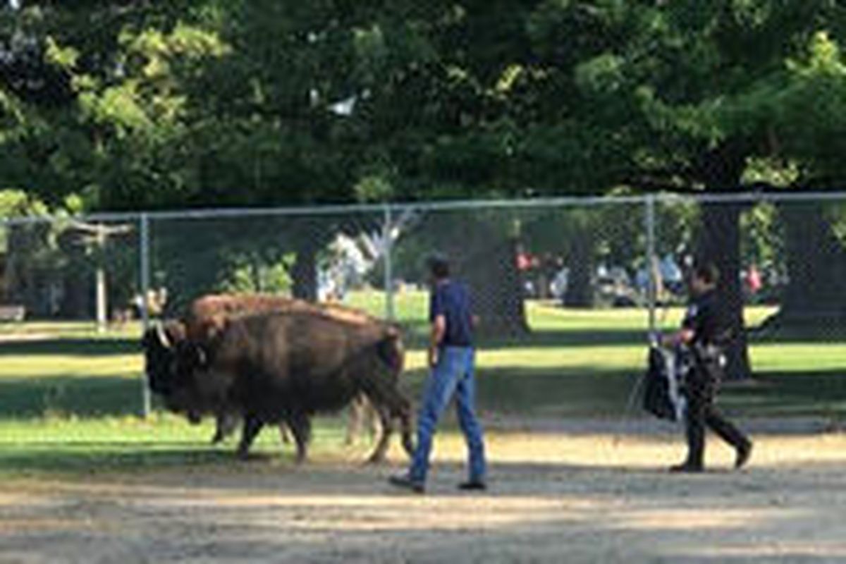 In the early morning hours on July 29th, 2020 two bison (Baxter -1700 LB & Hazel – 1300 LB) wandered away from a ranch on the upper South Hill.  (Courtesy Spokane Police Department)
