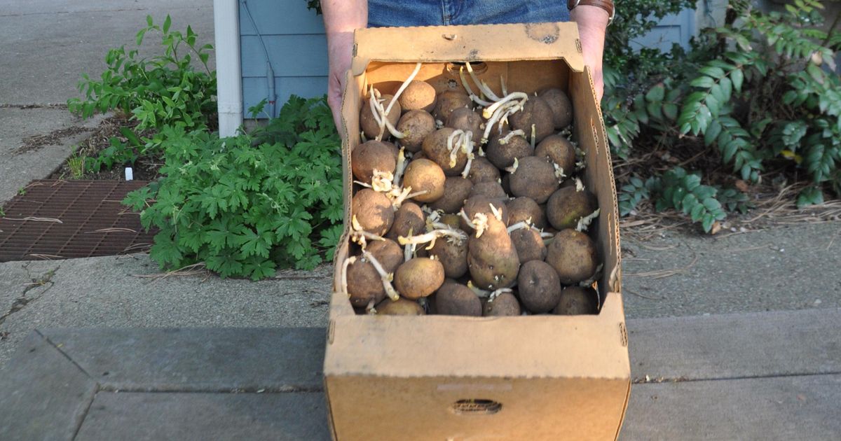 Gardening Spuds are easy to grow, versatile The SpokesmanReview