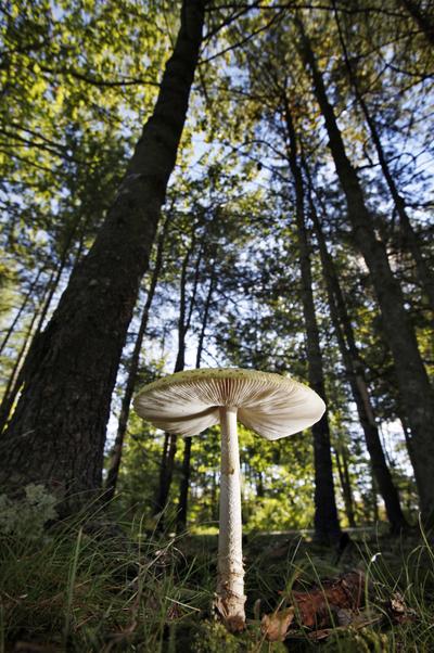 A mushroom grows in Winslow Park in Freeport, Maine. (Associated Press)