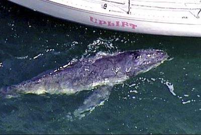 A lost humpback whale calf swims around a yacht in the Pittwater, north of Sydney Harbor, on Monday.  (Associated Press / The Spokesman-Review)