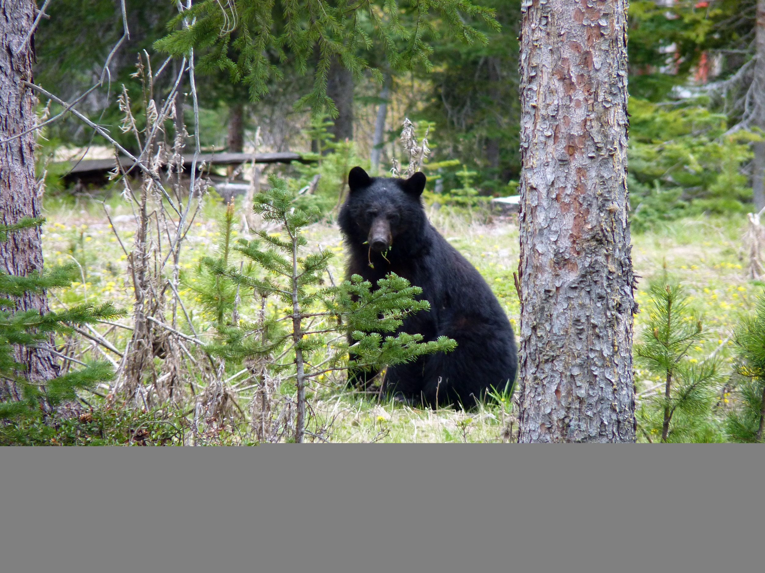 What Should You Do When the Bear Is Cinnamon? - The New York Times