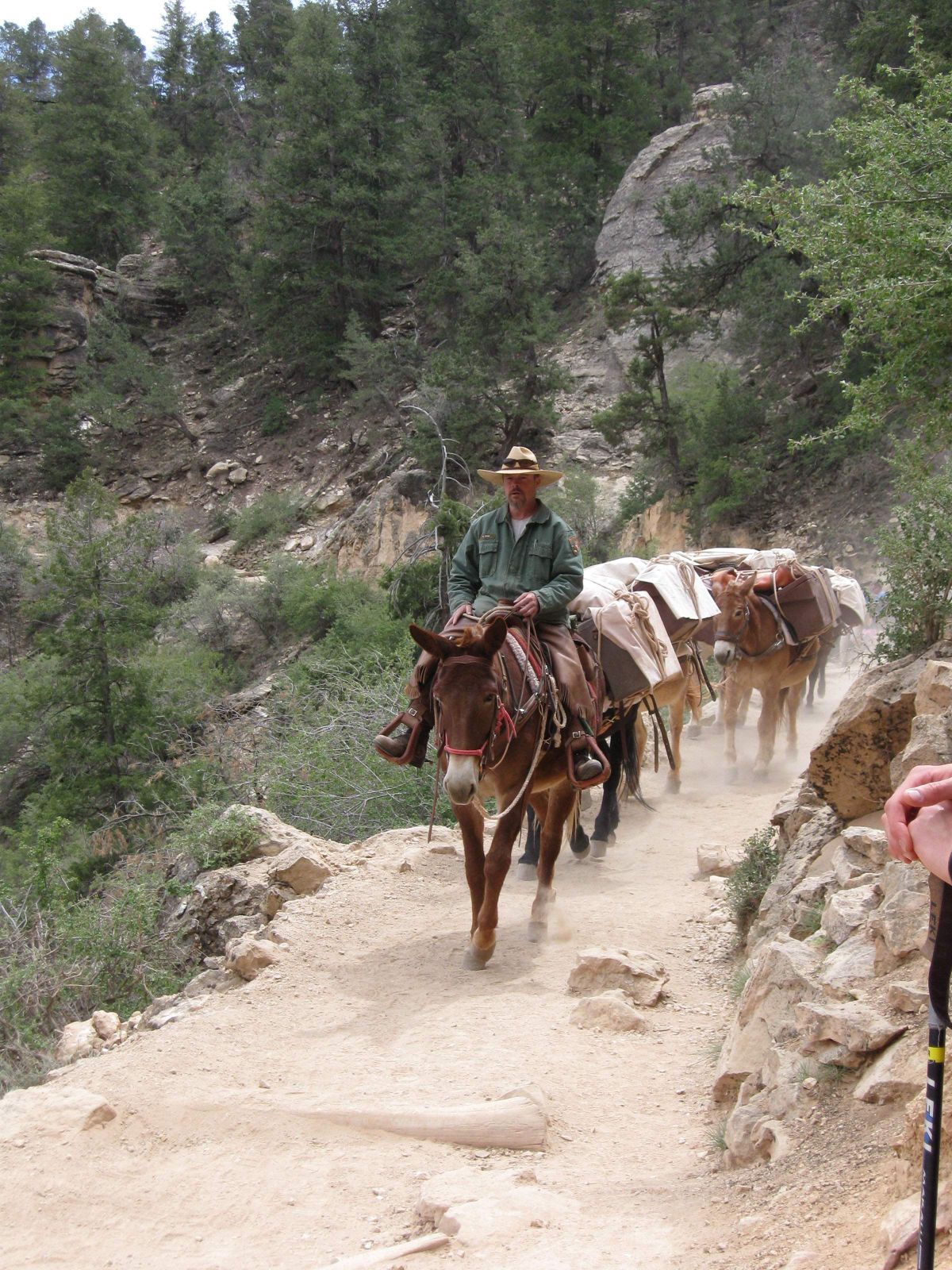 Eric Gray, a trails maintenance worker at the Grand Canyon, leads a group of mules carrying supplies down a popular park trail in Grand Canyon National Park.  (Associated Press / The Spokesman-Review)