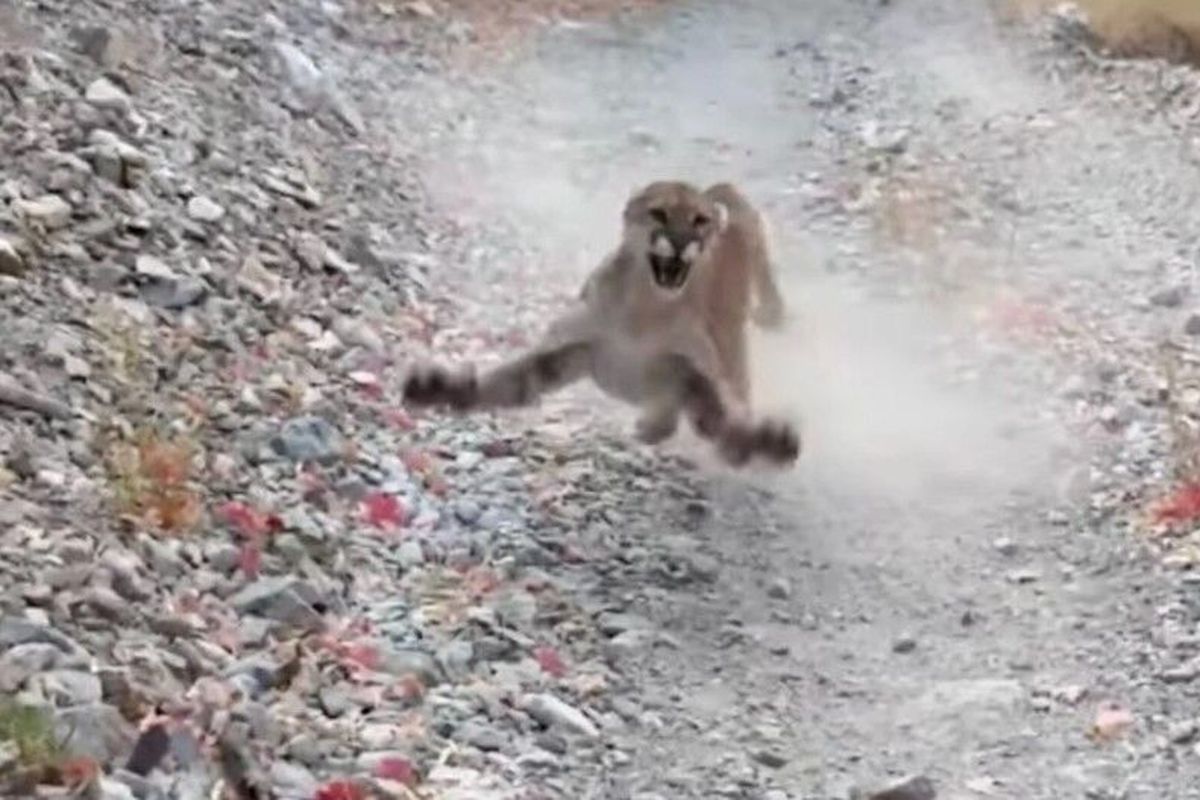This cougar bluff-charged a Utah hiker several times after he encountered her cubs. His cellphone video went viral.  (YouTube)