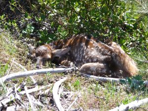 A days-old calf elk was spotted and photographed by Rocky Mountain Elk Foundation field representative Rance Block of Spokane around Memorial Day as he was touring forest land in the Naches River drainage.Courtesy of Rance Block (Courtesy of Rance Block / The Spokesman-Review)